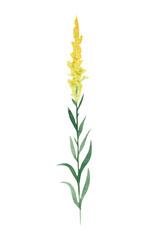 Goldenrod painted in watercolor. A small twig .Yellow flower. medicinal plant. Decoration.