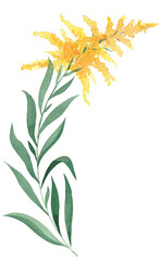 Fototapeta na wymiar Goldenrod painted in watercolor. .Yellow flower. medicinal plant. Decoration. Element. Wedding, anniversary.