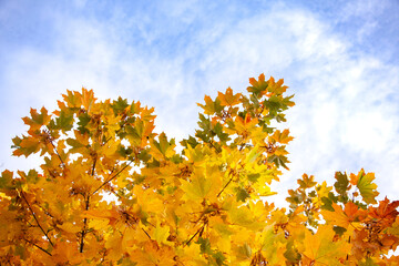 Autumn maple tree leafs on blue sky. Fall season background