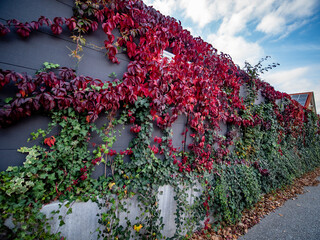 Efeu an der Hauswand