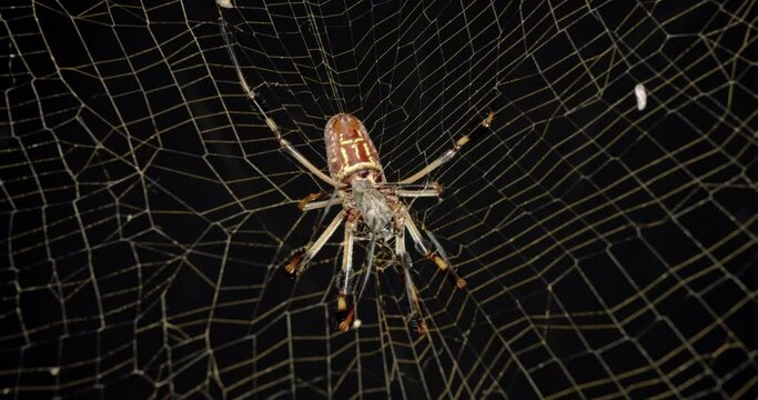 Golden silk orb-weaver spider wrapping poisoned and paralyzed insect in its web.