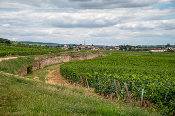 Fototapeta na wymiar Green vineyards with growing grapes plants, production of high quality famous French white wine in Puligny-Montrachet village, Burgundy, France