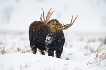 A Bull Moose forages during a winter snow storm in Wyoming.