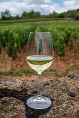 Tasting of white dry wine made from Chardonnay grapes on grand cru classe vineyards near Puligny-Montrachet village, Burgundy, France