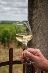 Tasting of white dry wine made from Chardonnay grapes on grand cru classe vineyards near Puligny-Montrachet village, Burgundy, France