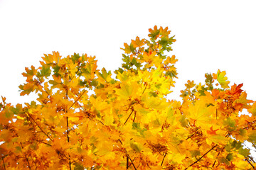 Autumn maple leaves isolated on white, with transparency background