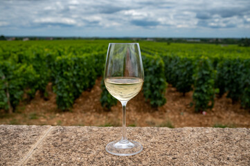 Tasting of white dry wine made from Chardonnay grapes on grand cru classe vineyards near...