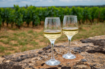 Tasting of white dry wine made from Chardonnay grapes on grand cru classe vineyards near Puligny-Montrachet village, Burgundy, France