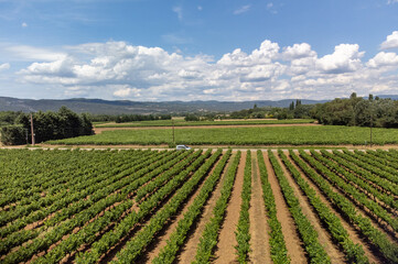 Rows of green grapevines growing on pebbles on vineyards near Lacoste village in Luberon, Provence, France