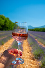 Lavender flowers fields in blossom near Valensole in Provence and glass and bottle of rose wine in sunny day, summer vacation in Provence, France