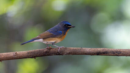 Chinese Blue Flycatcher perched on a branch