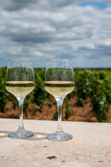 Tasting of white dry wine made from Chardonnay grapes on grand cru classe vineyards near Puligny-Montrachet village, Burgundy, France