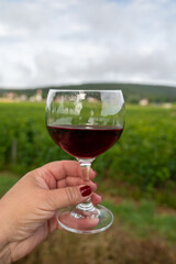 Tasting of red dry pinot noir wine in glass on premier and grand cru vineyards in Burgundy wine making region near Vosne-Romanée village, France