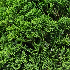 close up of green fern