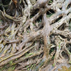 roots of a tree