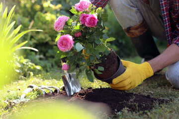 Man transplanting beautiful flowers into soil outdoors on sunny day, closeup. Gardening time