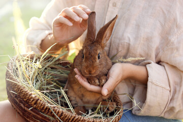 Woman with cute rabbit outdoors on sunny day, closeup