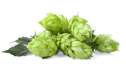Fresh ripe green hops on white background