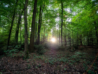 Obraz premium Herbstanfang im Mischwald