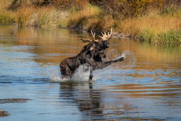 Bull moose defending his cow splashing water