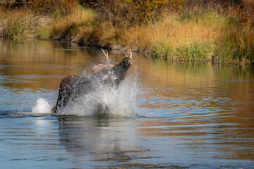 Bull moose intimidating another bull