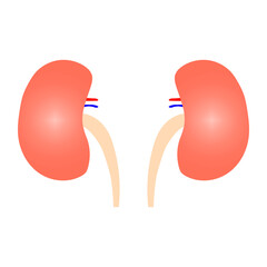Fototapeta premium Human kidney in cartoon style. Vector illustration. stock image. 
