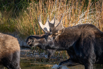 Bull moose chasing a cow