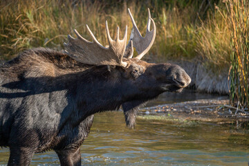 Bull moose extending its head while pursuing a cow