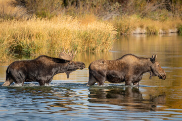 Bull moose pursuing a female in mating season rut