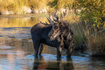 Fototapeta premium Bull moose in water looking back