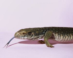 Varano de la sabana