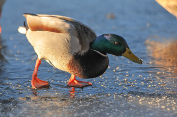 ducks on the lake 2022