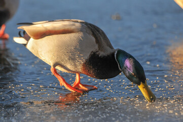 ducks on the lake 2022