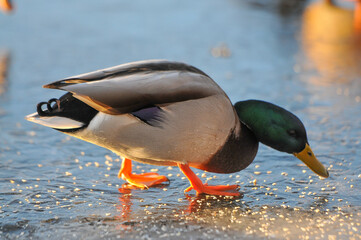 ducks on the lake 2022