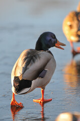 ducks on the lake 2022