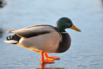 ducks on the lake 2022