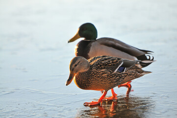 ducks on the lake 2022