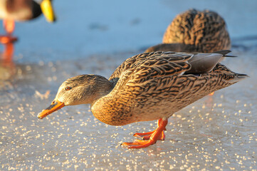 ducks on the lake 2022