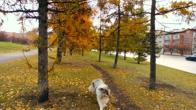 Dog autumn alley near the road with yellow grass