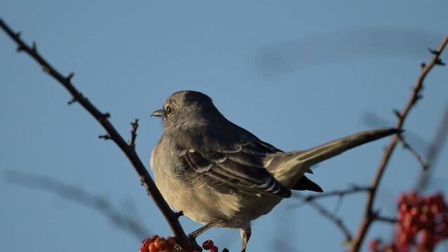 Northern Mockingbird Relaxing on a Tree Branch