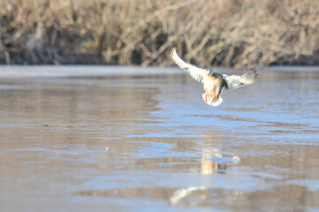 ducks on the lake 2022