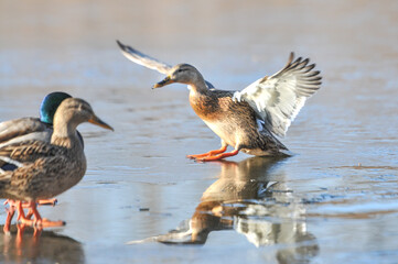 ducks on the lake 2022