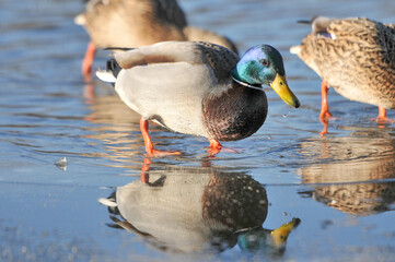 ducks on the lake 2022