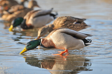 ducks on the lake 2022