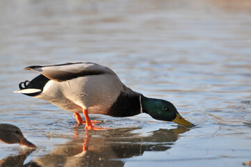 ducks on the lake 2022