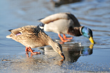 ducks on the lake 2022