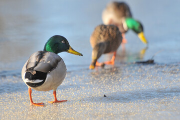 ducks on the lake 2022