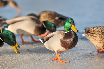 ducks on the lake 2022