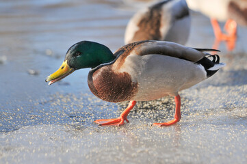 ducks on the lake 2022