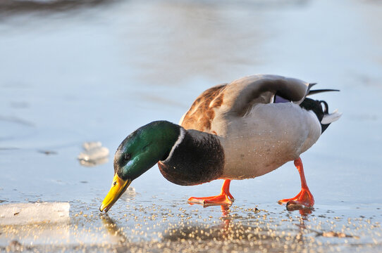 ducks on the lake 2022